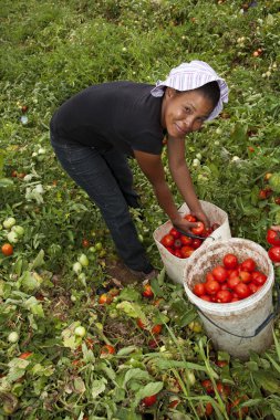 Afrikalı bir çiftlikte domates hasat kadın