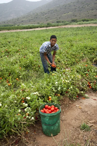 Сбор спелых помидоров на ферме в Монтегю, Южная Африка — стоковое фото
