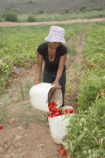 Женщина собирает помидоры на африканской ферме — стоковое фото