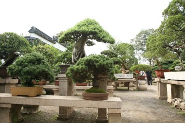 Süs Bahçe ağaçları