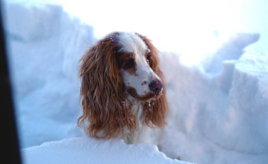 Kış köpeği, Rusya Krasnoyarsk 