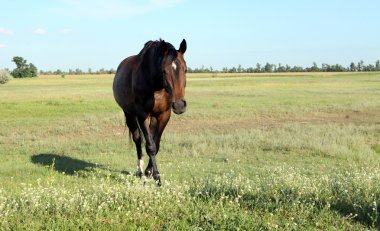 Bir at alanına yürüyor. Yavru ailesiyle birlikte yürüyor
