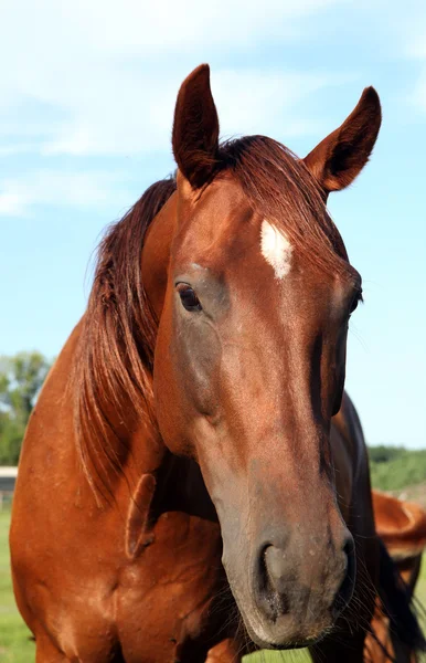 Un caballo camina en el campo. El potro camina con sus padres. —  Fotos de Stock