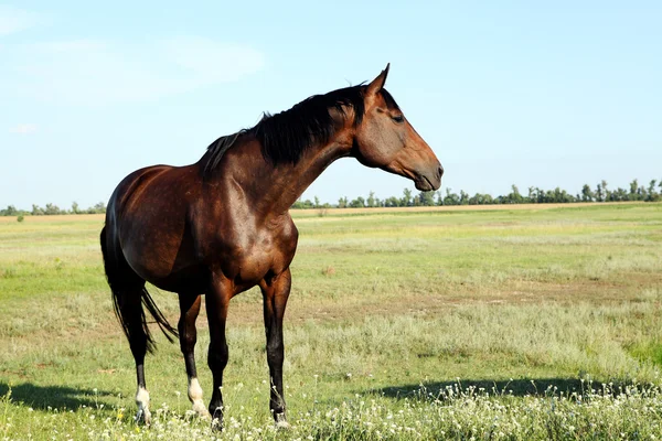 Um cavalo caminha no campo. O potro anda com os pais. — Fotografia de Stock