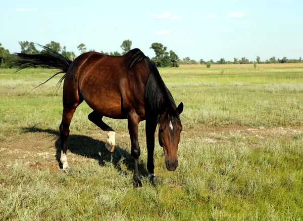 Un caballo camina en el campo. El potro camina con sus padres. —  Fotos de Stock