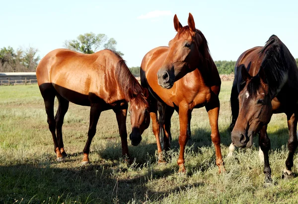 Un caballo camina en el campo. El potro camina con sus padres. —  Fotos de Stock