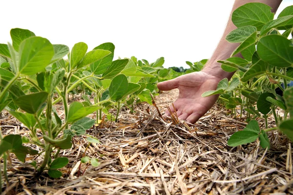 Um método inovador de cultivo de trigo de grão, soja, milho. Han... — Fotografia de Stock