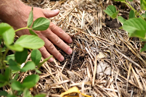 Eine innovative Anbaumethode für Getreide, Sojabohnen und Mais. han — Stockfoto