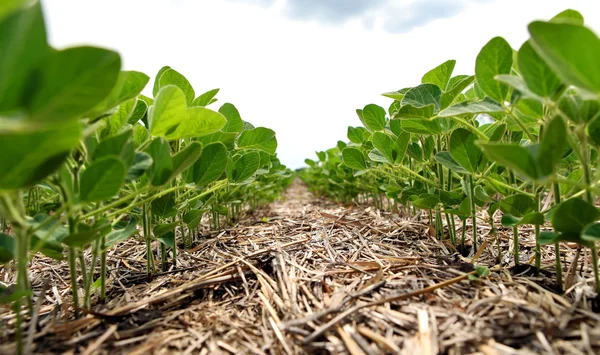 Un método innovador de cultivo de trigo de grano, soja, maíz. Han. —  Fotos de Stock