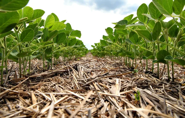 Um método inovador de cultivo de trigo de grão, soja, milho. Han... — Fotografia de Stock