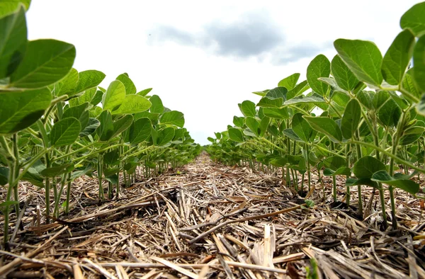 An innovative method of growing grain wheat, soybeans, corn. Han — Stock Photo, Image