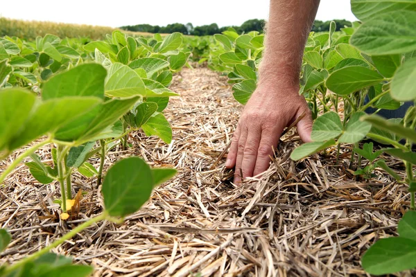 An innovative method of growing grain wheat, soybeans, corn. Han — Stock Photo, Image