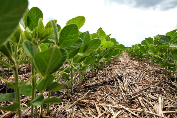 Eine innovative Anbaumethode für Getreide, Sojabohnen und Mais. han — Stockfoto