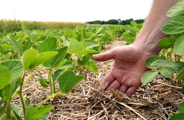 Um método inovador de cultivo de trigo de grão, soja, milho. Han... — Fotografia de Stock