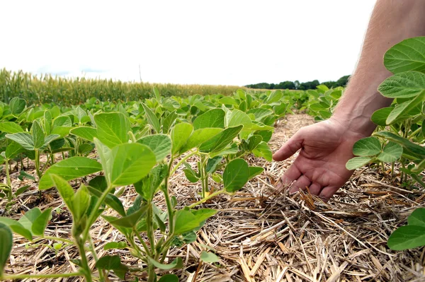 Un método innovador de cultivo de trigo de grano, soja, maíz. Han. —  Fotos de Stock