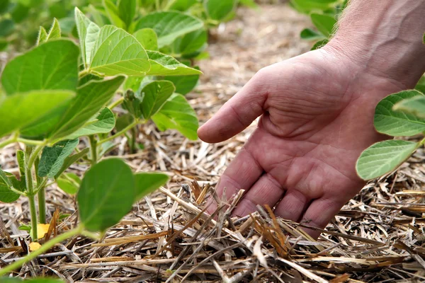 Un método innovador de cultivo de trigo de grano, soja, maíz. Han. — Foto de Stock