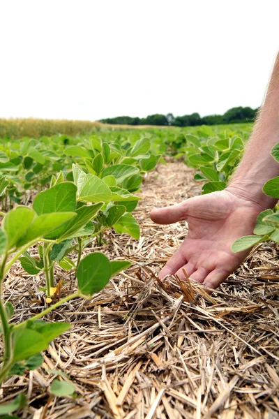 An innovative method of growing grain wheat, soybeans, corn. Han — Stock Photo, Image