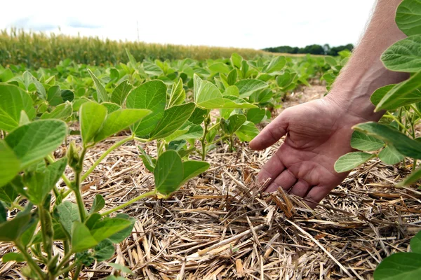 Un método innovador de cultivo de trigo de grano, soja, maíz. Han. —  Fotos de Stock