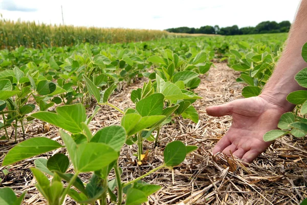 Un método innovador de cultivo de trigo de grano, soja, maíz. Han. — Foto de Stock