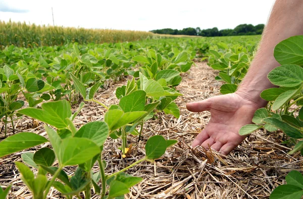 Um método inovador de cultivo de trigo de grão, soja, milho. Han... — Fotografia de Stock