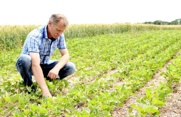 Agricultor que verifica o campo de soja — Fotografia de Stock