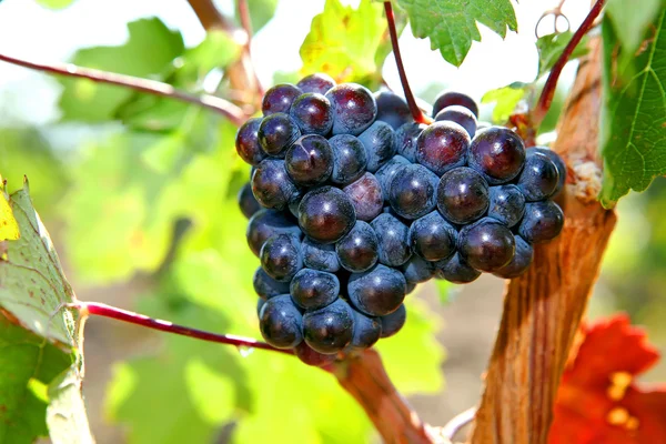 Куча винограда, растущего на виноградной лозе, красивом бургундском. — стоковое фото