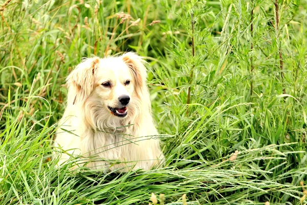 Large, fluffy, white dog in nature. Gorgeous cute puppy. — Stock Photo, Image