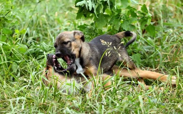 Two cheerful and sweet puppy playing in the field — Stock Photo, Image