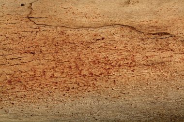 ağaç doku arka plan