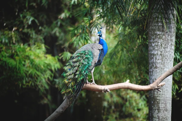 Um belo pavão em uma árvore — Fotografia de Stock