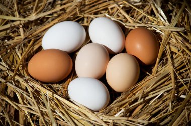 Yuvadaki tavuk yumurtaları