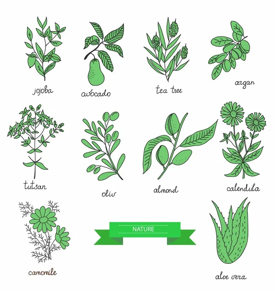 Plants collection. Suitable for ads, sign boards, packaging and identity designs — Stock Illustration Plants collection. Suitable for ads, sign boards, packaging and identity designs Royalty Free Stock Illustrations