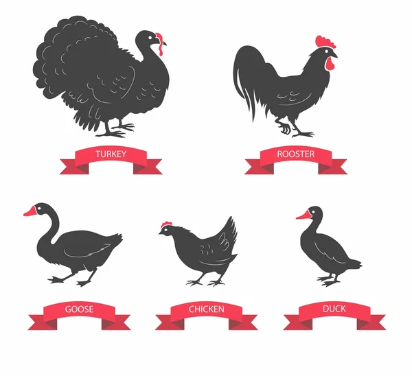 Set of detailed quality vector silhouettes of chicken, rooster, goose, turkey, duck. Vector Illustrations isolated on white background. — Stock Vector