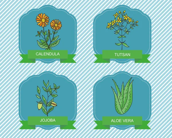 植物とラベルテンプレート - カレンデュラ、ホホバ、アロエベラ、トゥッサン。薬用植物. — ストックベクタ