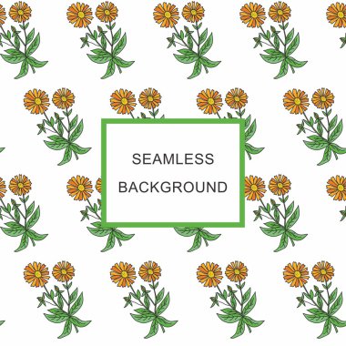 Dikişsiz arka plan tıbbi bitki Calendula officinalis