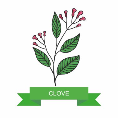 A branch of clove flowers, vector illustration, isolated on a white background