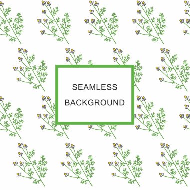 Seamless background Medicinal plant chamomile officinalis. medicinal herbs