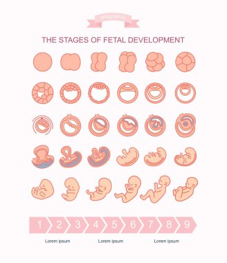 fetal gelişim aşamalarında illüstrasyon vektör. Beyaz arka plan üzerinde izole. Gebelik. Doğum yapması, fetus geliştirme fertilizasyon fetal büyüme. Embriyo gelişimi.