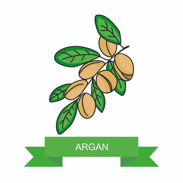 Branche d'argan aux fruits. Illustration vectorielle — Image vectorielle