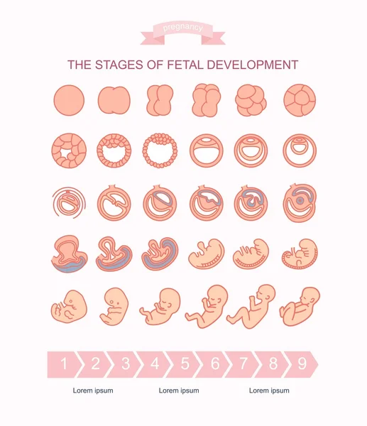 Fetal gelişim aşamalarında illüstrasyon vektör. Beyaz arka plan üzerinde izole. Gebelik. Doğum yapması, fetus geliştirme fertilizasyon fetal büyüme. Embriyo gelişimi. — Stok Vektör