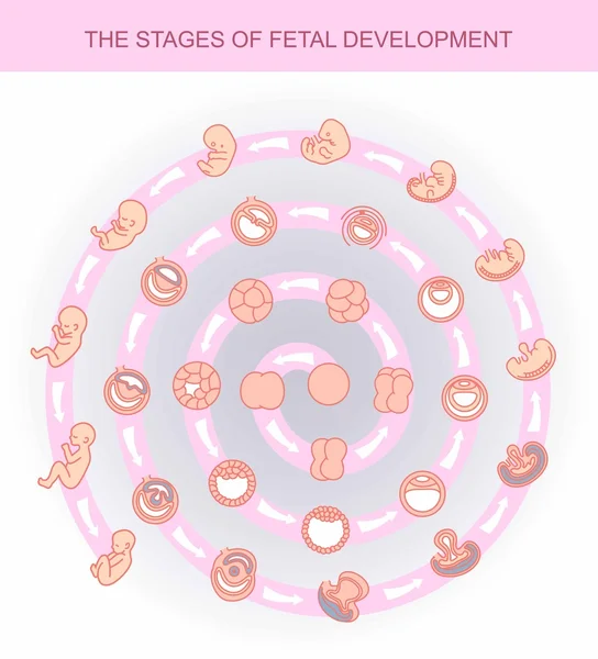 Fasi di illustrazione vettoriale dello sviluppo fetale. isolato su sfondo bianco. Gravidanza . — Vettoriale Stock