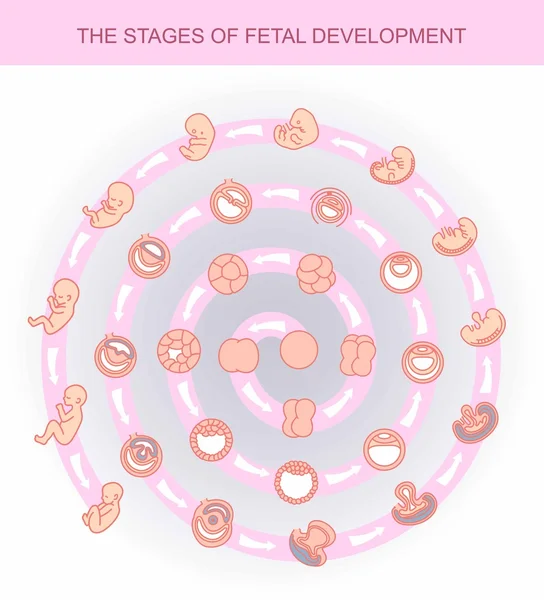 Estádios de ilustração vetorial do desenvolvimento fetal. isolado em fundo branco. Gravidez . — Vetor de Stock