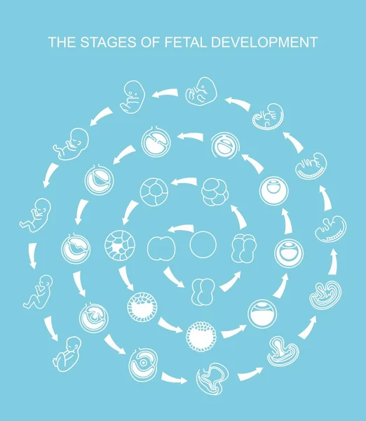 Gravidanza. Crescita fetale dalla fecondazione alla nascita, sviluppo del feto. Sviluppo embrionale . — Vettoriale Stock