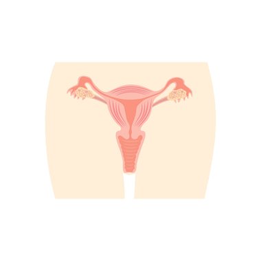 İnsan vücudu anatomisi. vektör illüstrasyonu