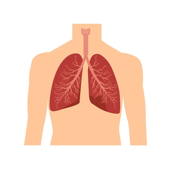 Anatomía Los Pulmones Humanos Ilustración Vectorial — Archivo Imágenes Vectoriales