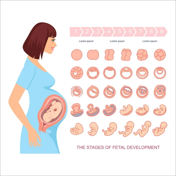 Mujer Embarazada Con Dolor Estómago Vector Ilustración Diseño — Vector de stock