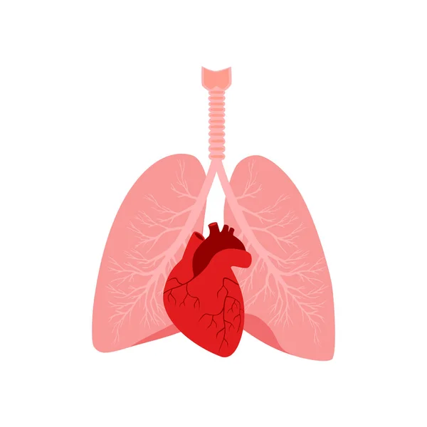 Lungenanatomie Vektorillustration — Stockvektor