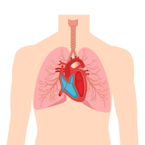 Anatomía Los Pulmones Humanos Ilustración Vectorial — Vector de stock