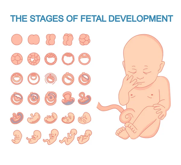 Estágios Desenvolvimento Fetal Isolado Branco — Vetor de Stock