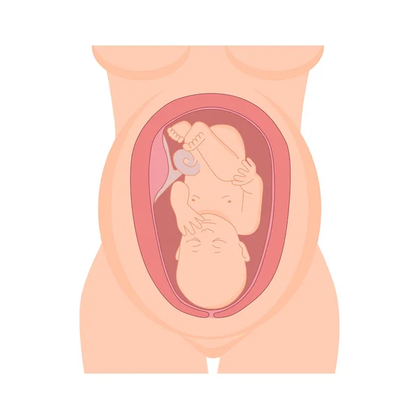 Cigoto Estómago Femenino Aislado Blanco — Vector de stock